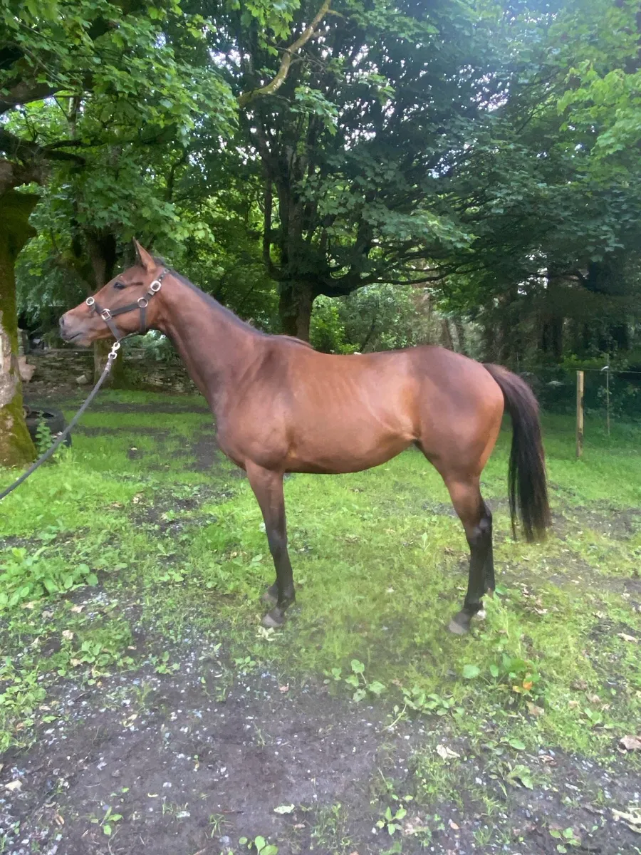 3 year old 14.2 potential racing pony - Image 1