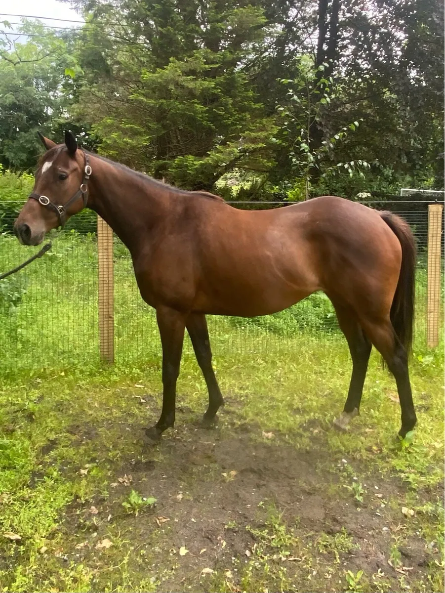 3 year old 14.2 potential racing pony - Image 2