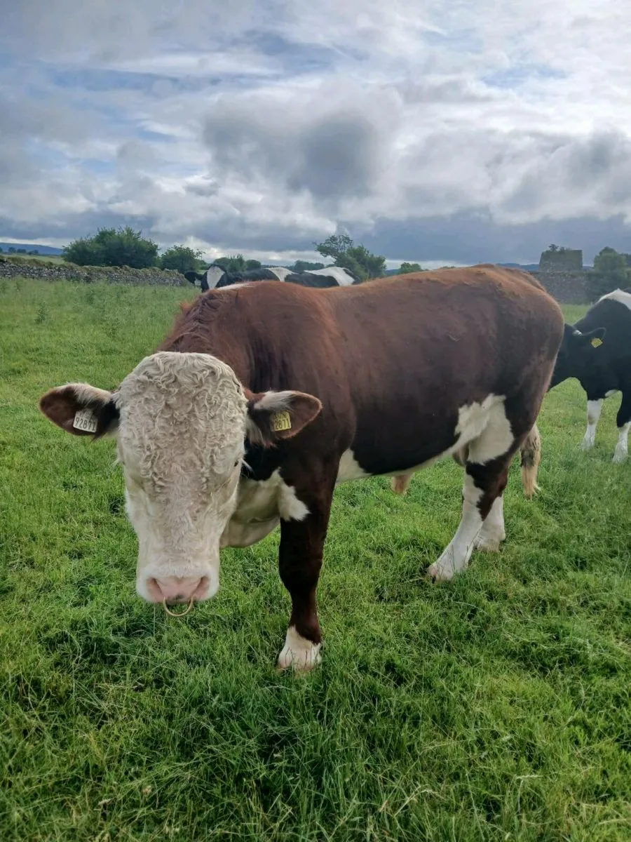 Whitehead bull for sale - Image 1