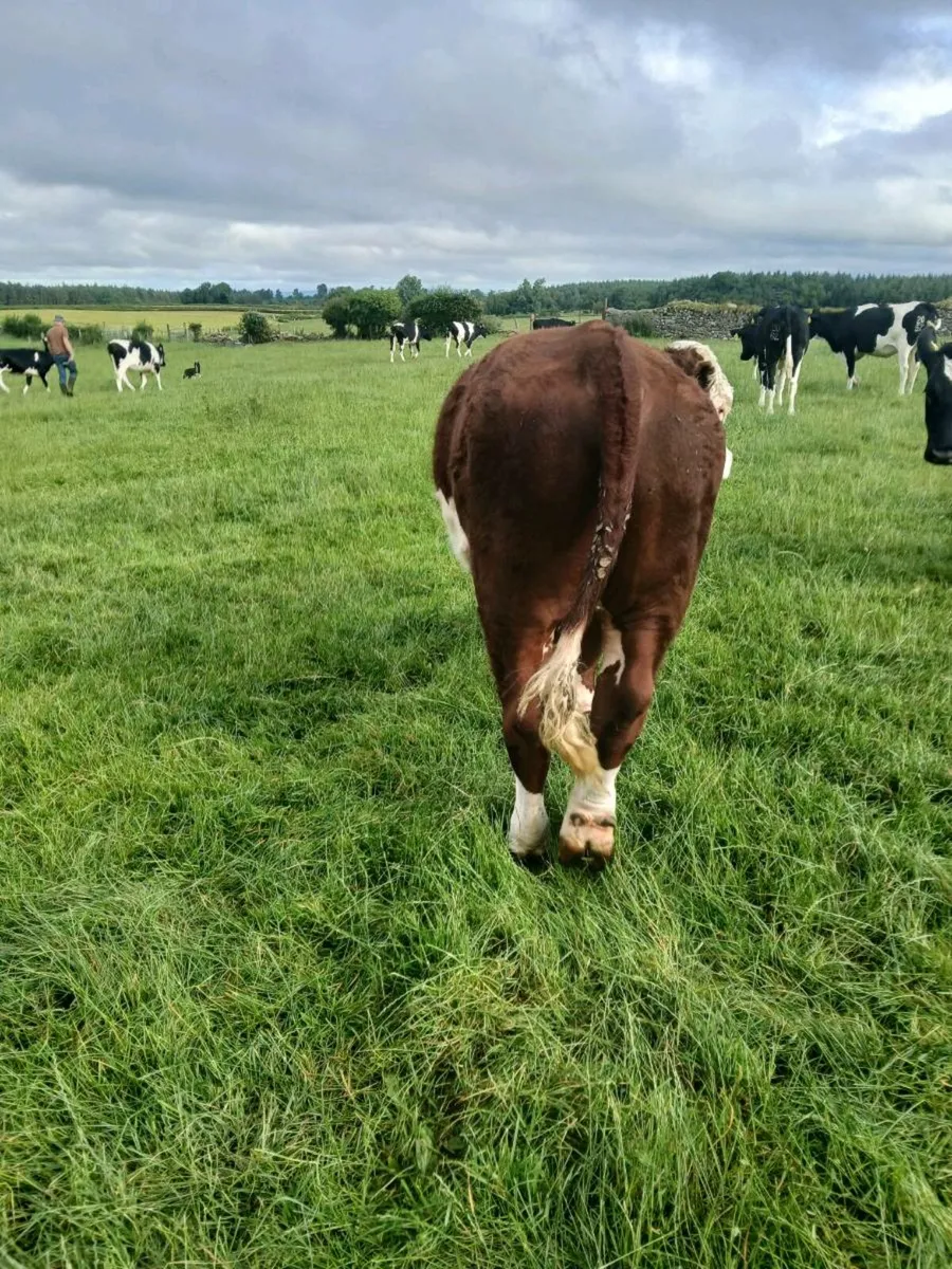 Whitehead bull for sale - Image 2