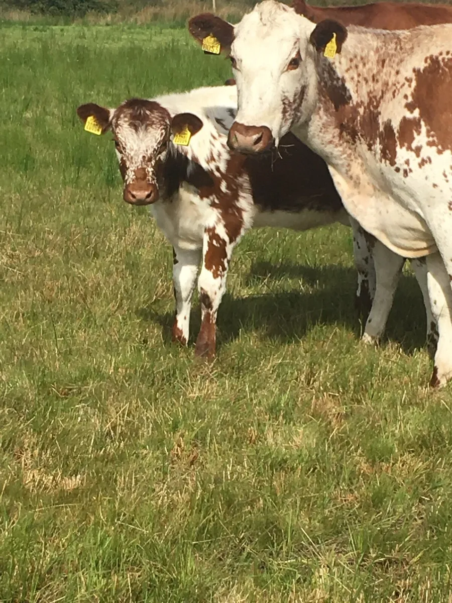 Irish Moiled Cattle - Image 2