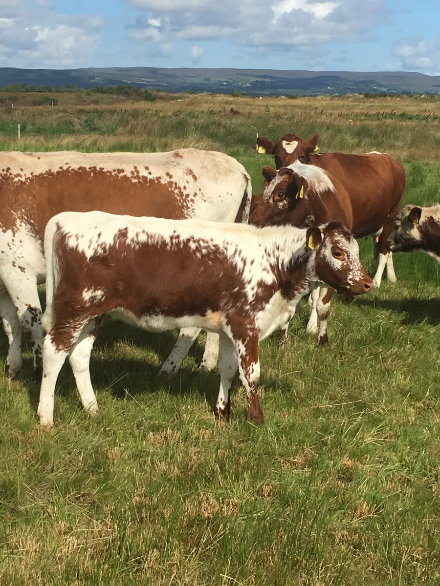 Irish Moiled Cattle - Image 3