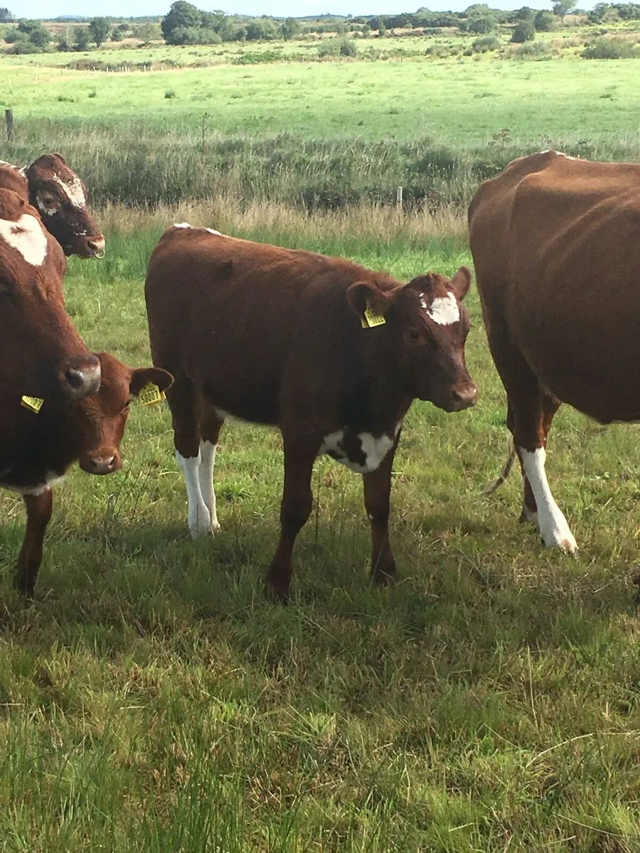 Irish Moiled Cattle - Image 4