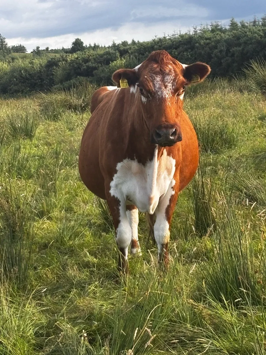 Irish Moiled Cattle - Image 1