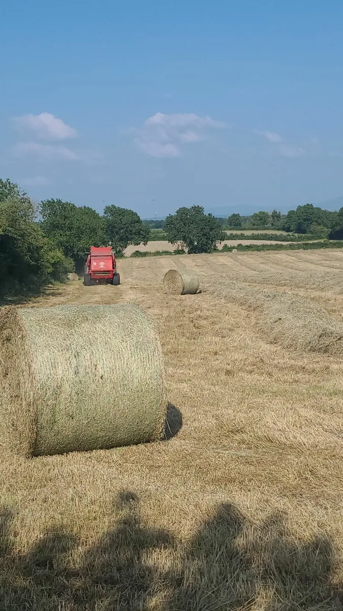Good Quality Hay - Image 1