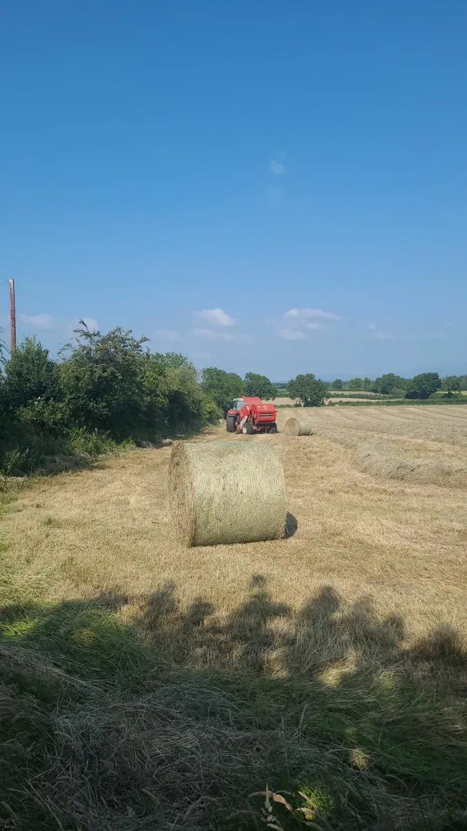 Good Quality Hay - Image 2