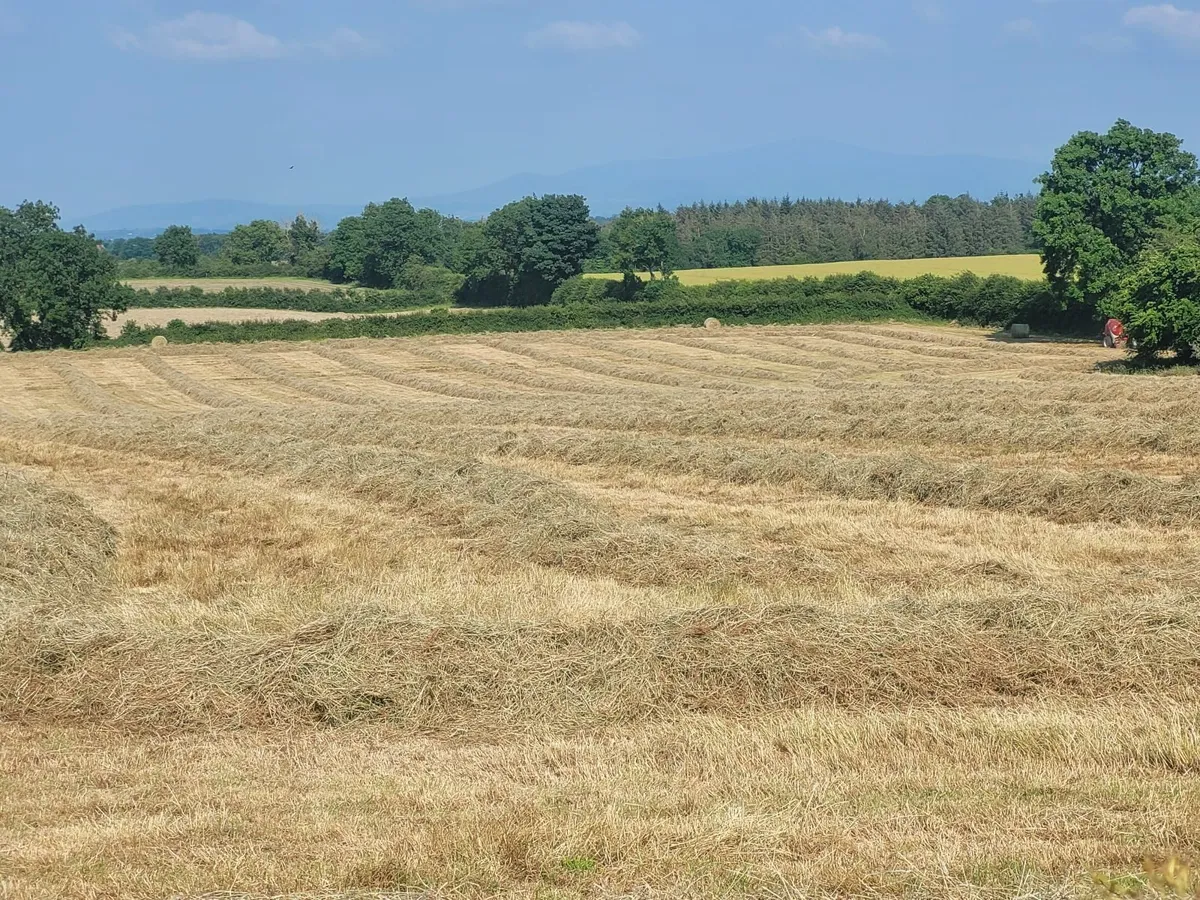 Good Quality Hay - Image 3