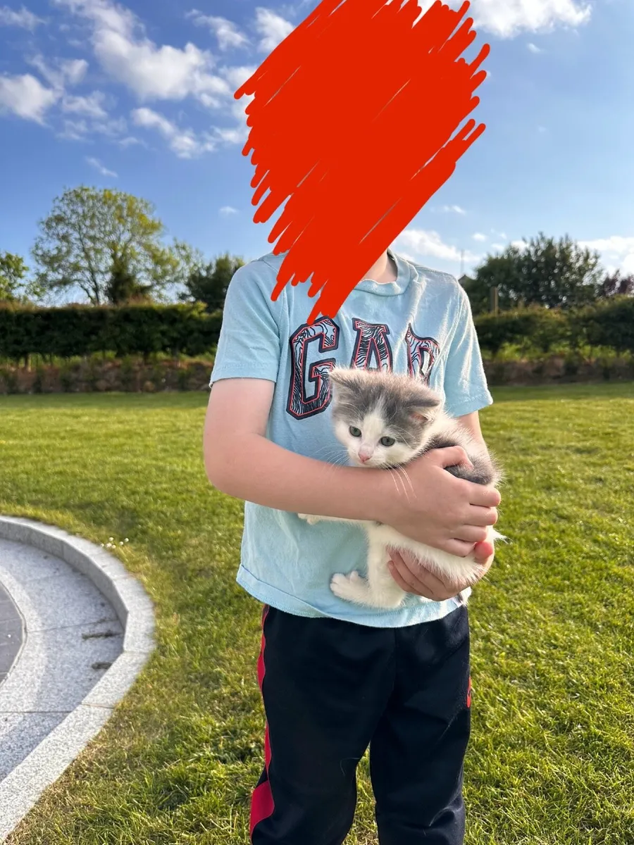 Grey & White Kitten - Image 2