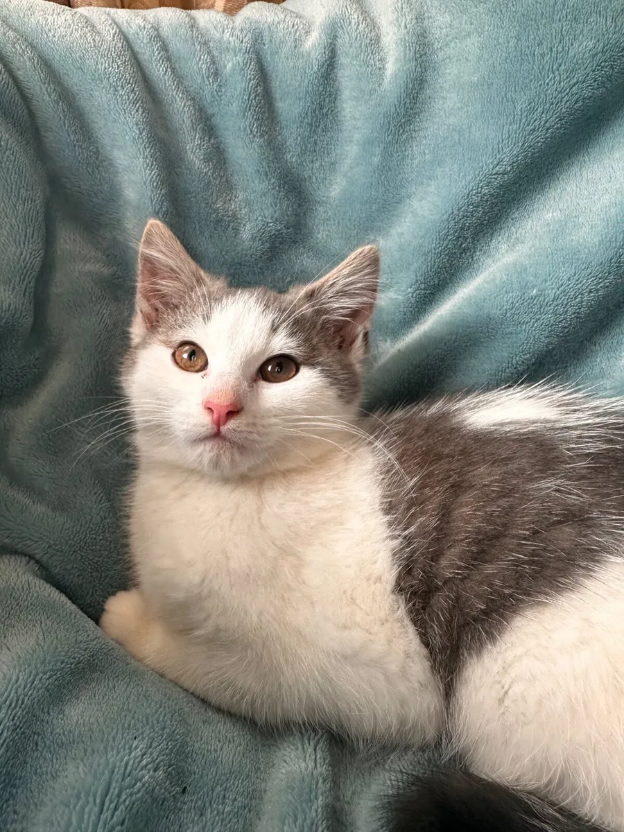 Grey & White Kitten - Image 3