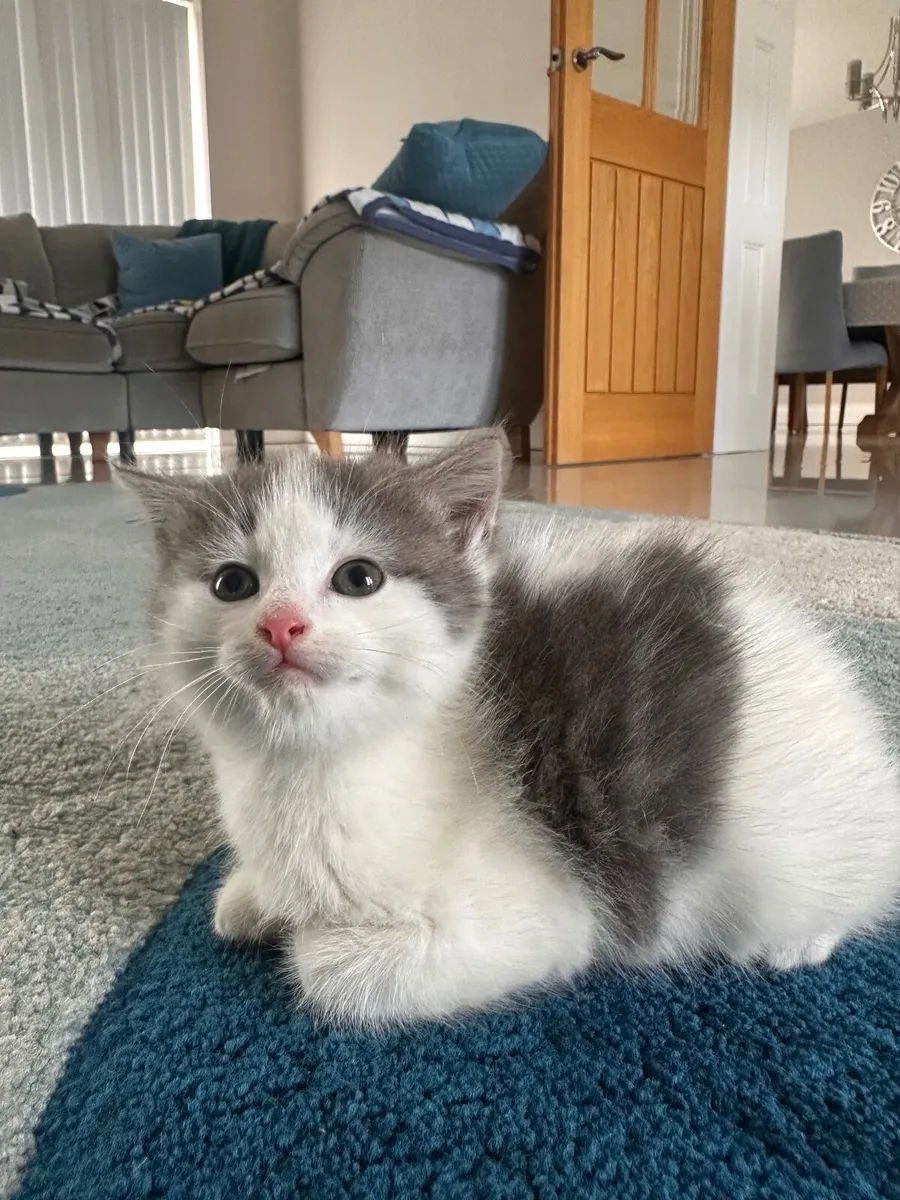Grey & White Kitten - Image 1