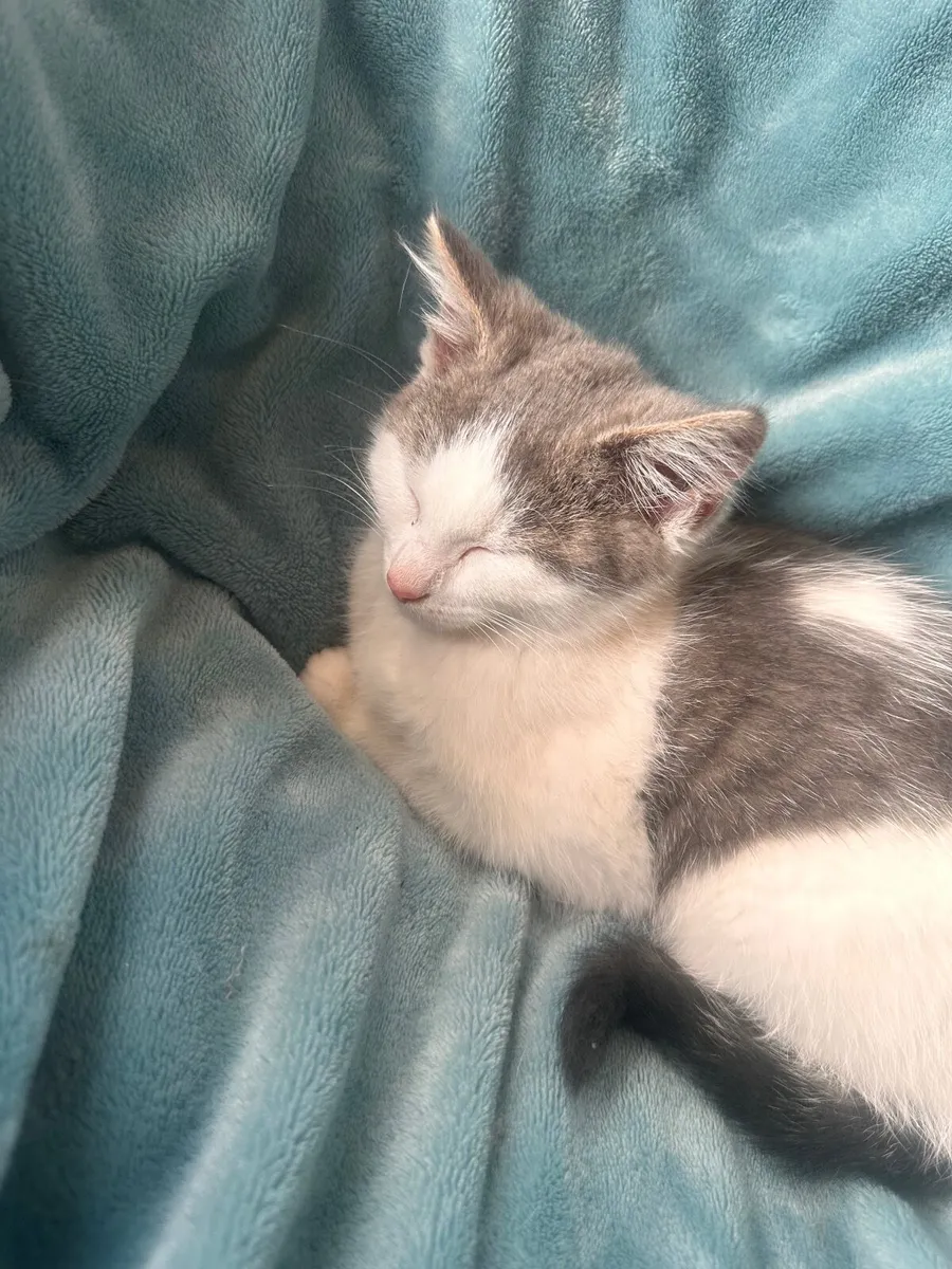 Grey & White Kitten - Image 4
