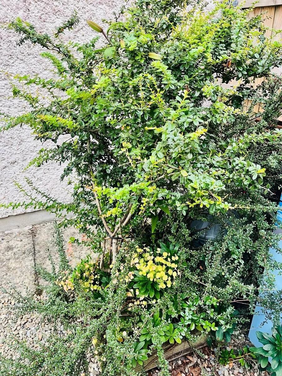Quick sale of plants - Image 3