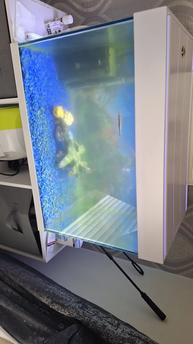 Tropical fish tank and 2 musk turtles - Image 1