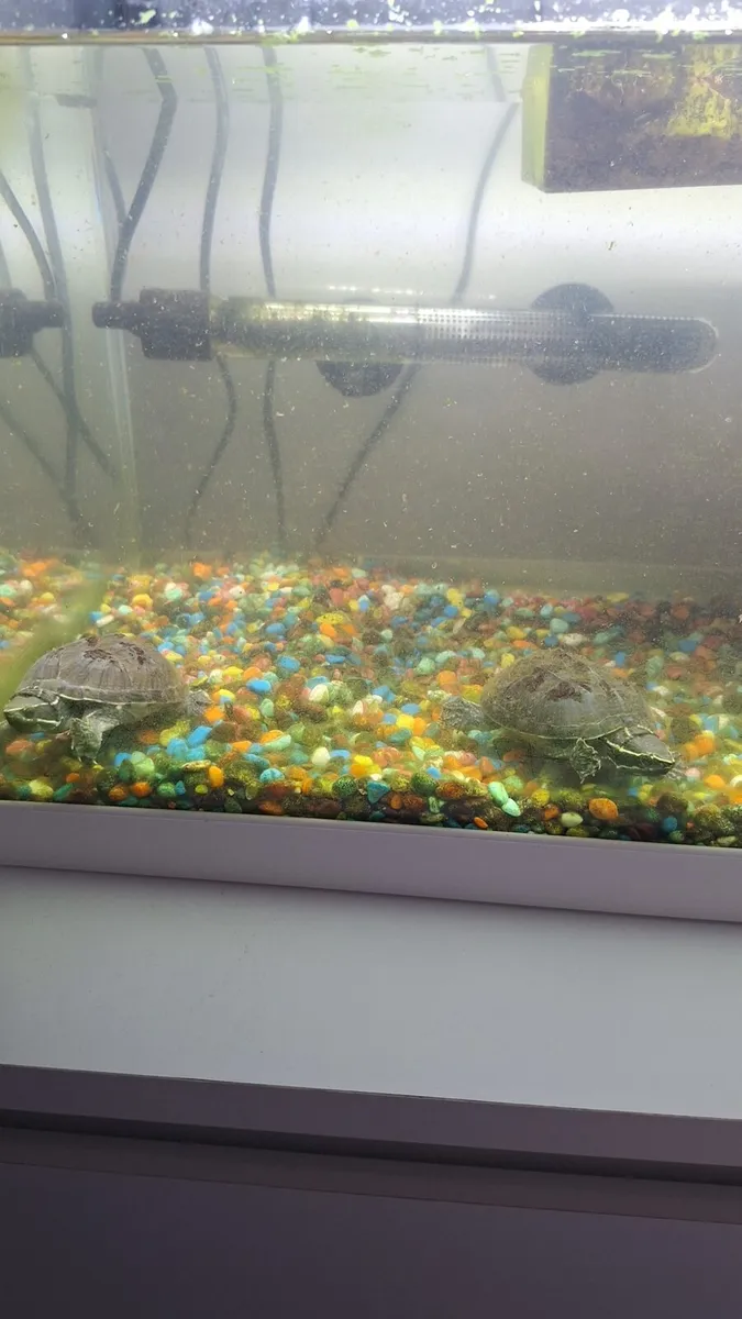 Tropical fish tank and 2 musk turtles - Image 2