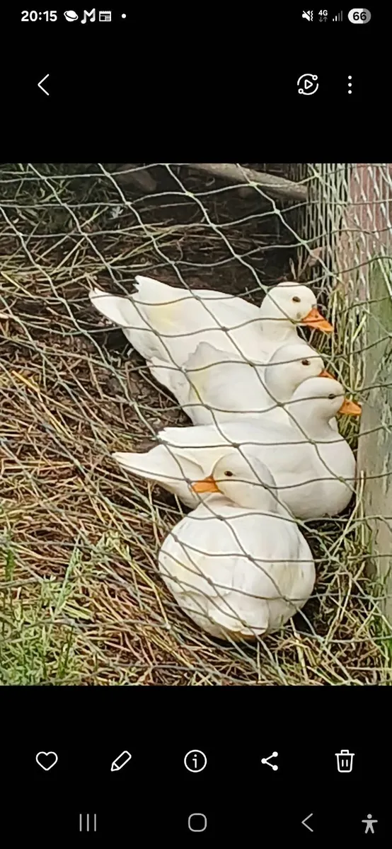 Call ducks - Image 1