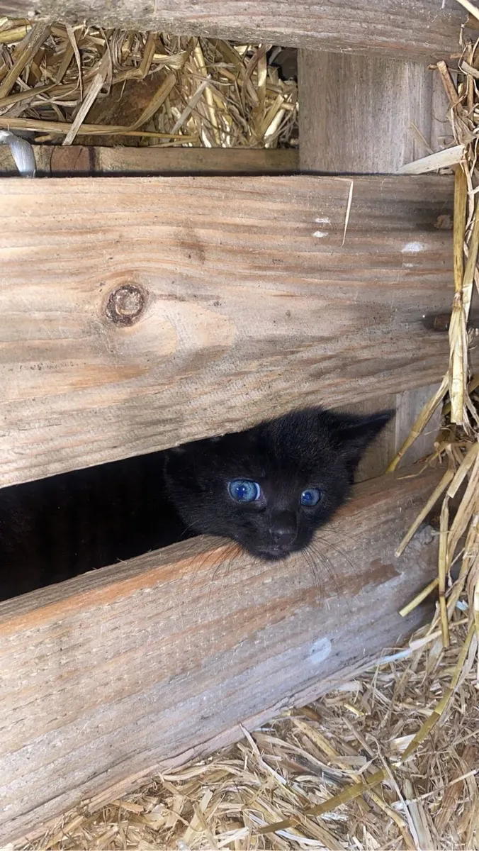 Beautiful Kittens - Image 3