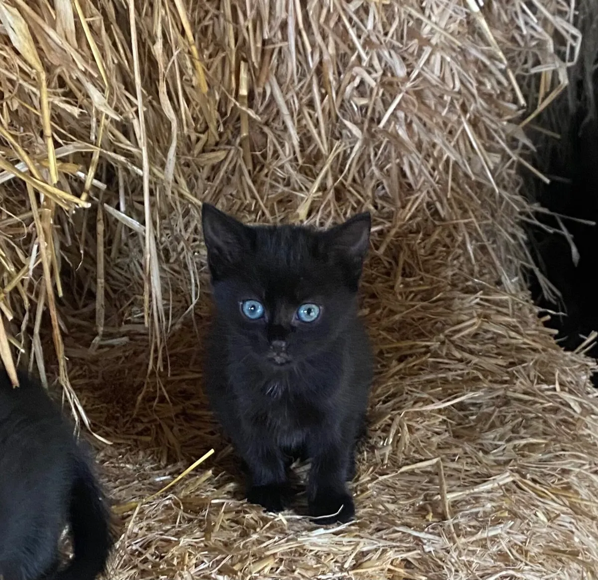 Beautiful Kittens - Image 4