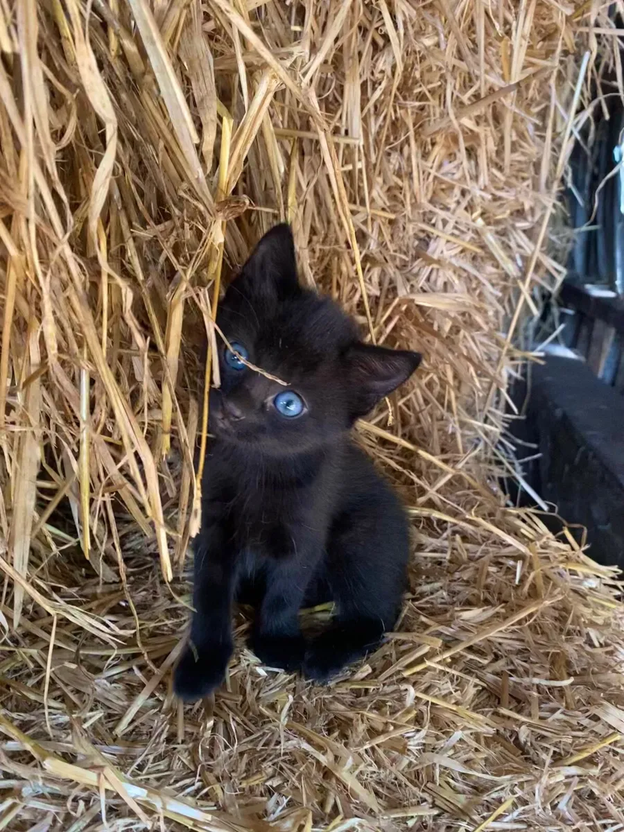 Beautiful Kittens - Image 1