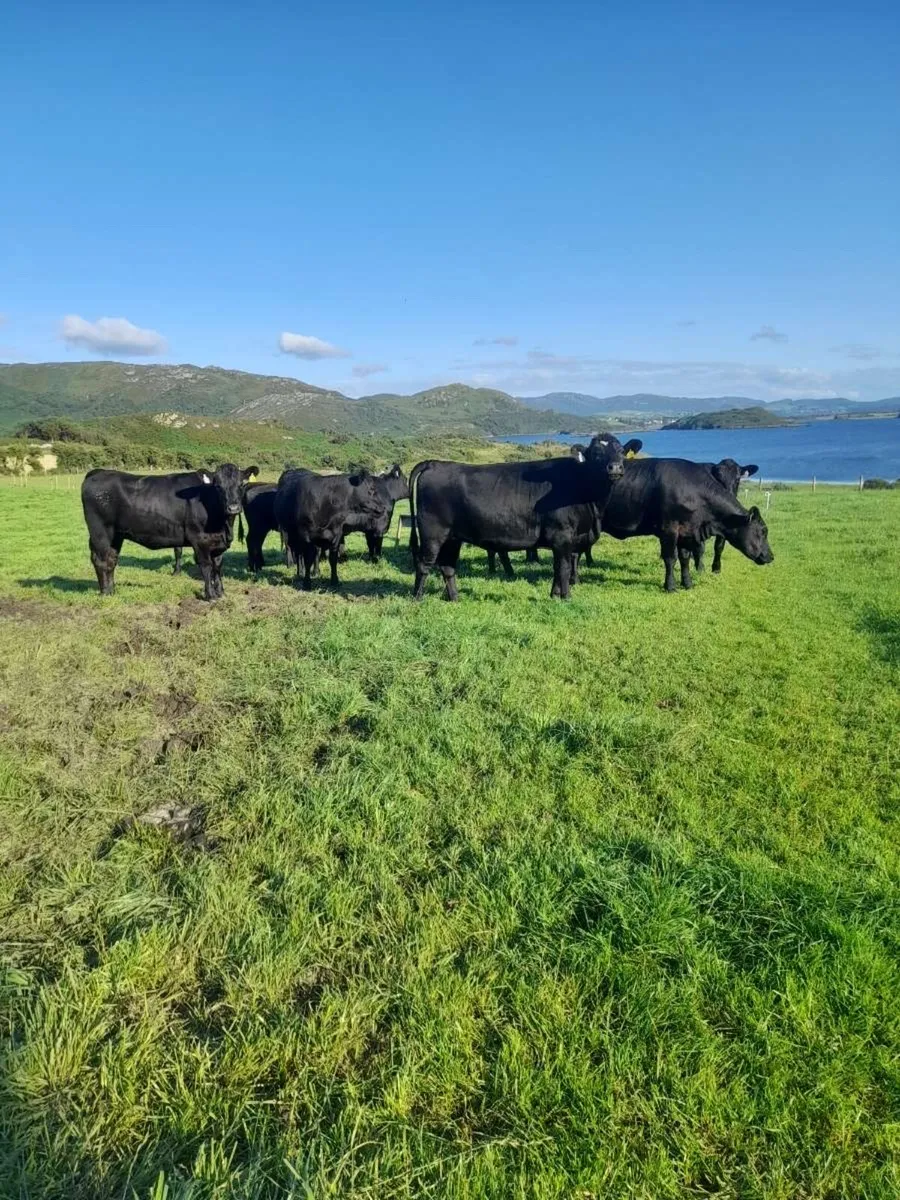 11 Quality Angus Heifers - Image 1