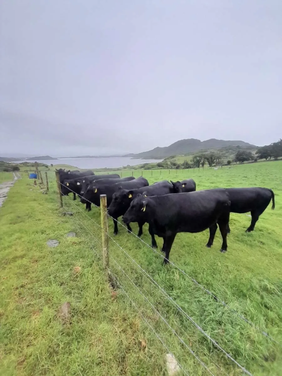 11 Quality Angus Heifers - Image 2