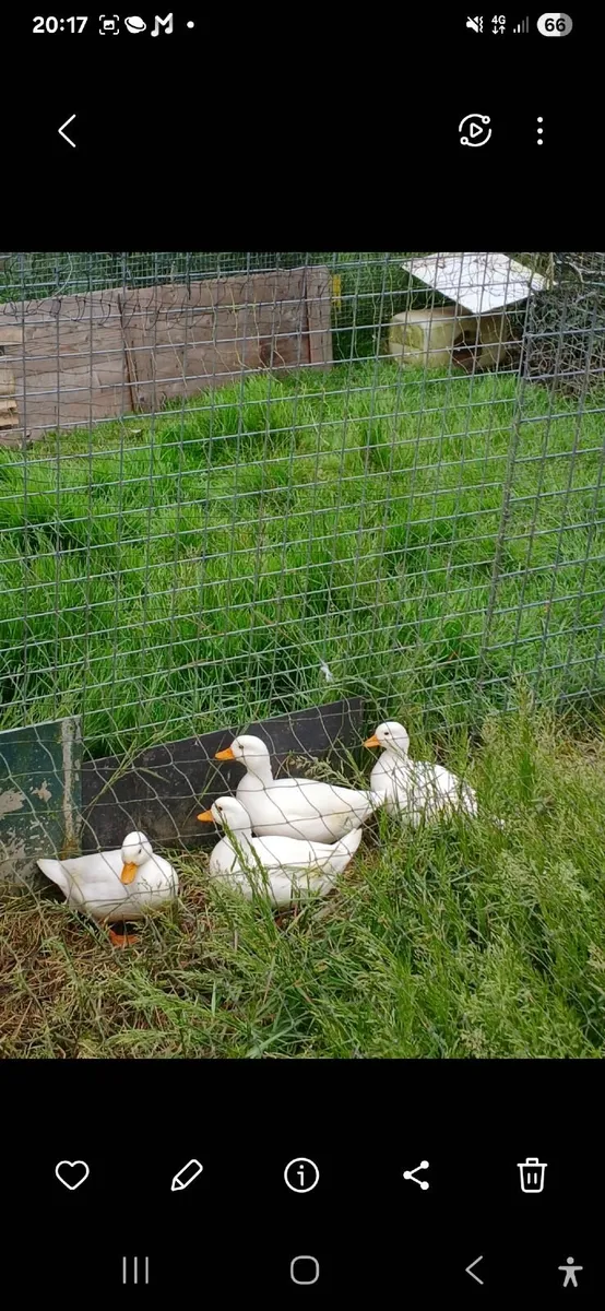 Call ducks - Image 3