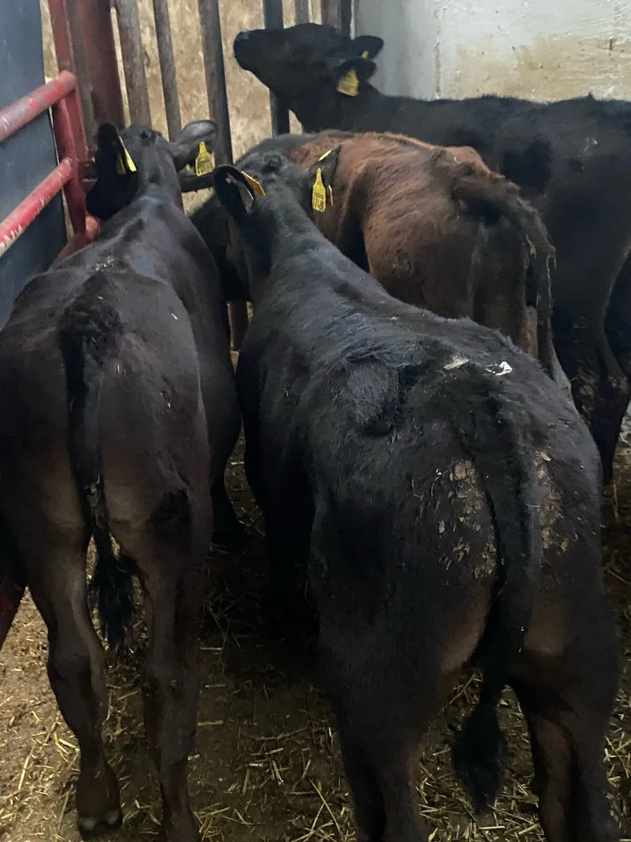 6 Bull Runners - Image 2