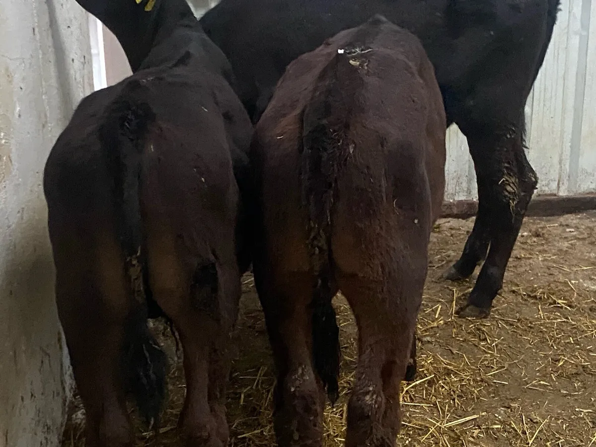 6 Bull Runners - Image 3