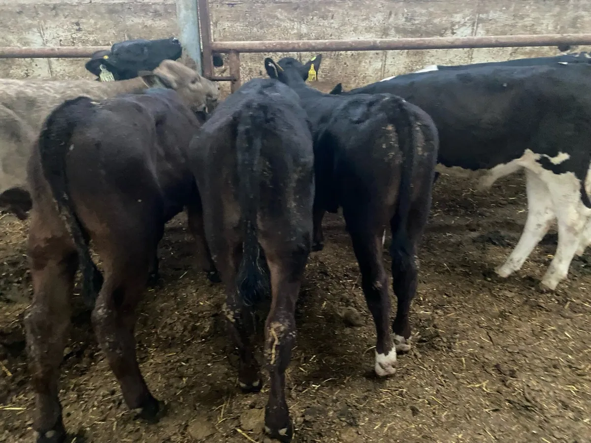 6 Bull Runners - Image 4
