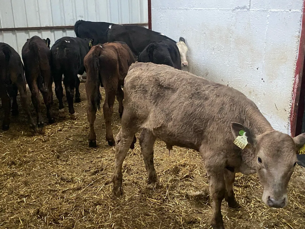 6 Bull Runners - Image 1
