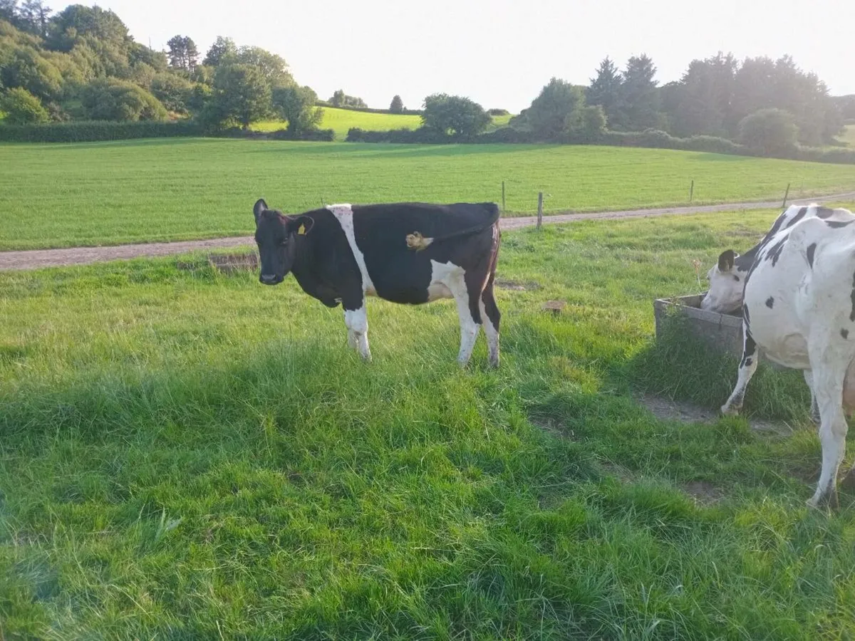 In calf heifer for sale - Image 1