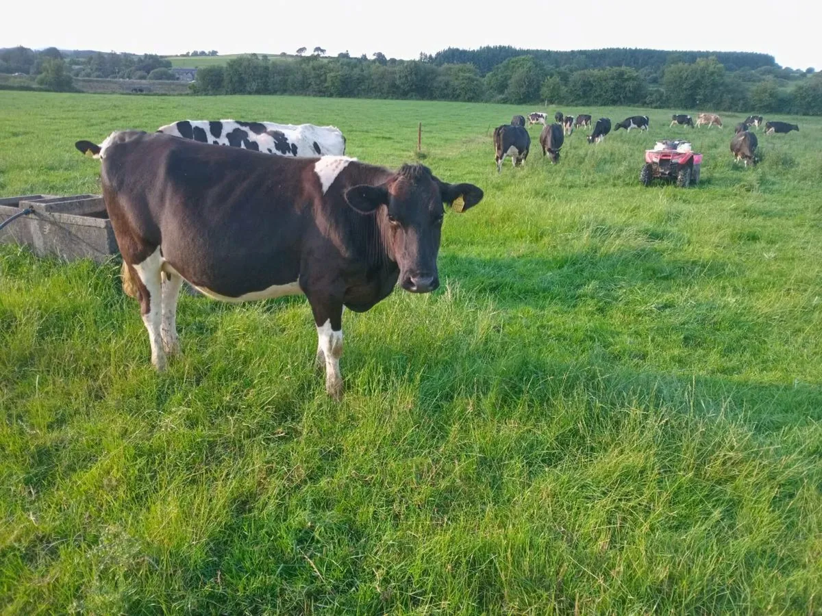 In calf heifer for sale - Image 2