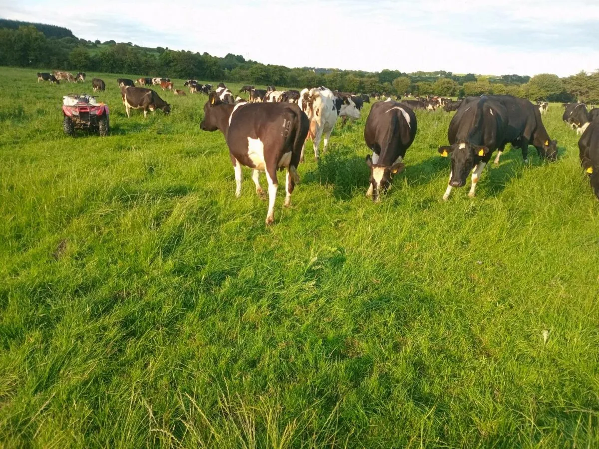In calf heifer for sale - Image 4