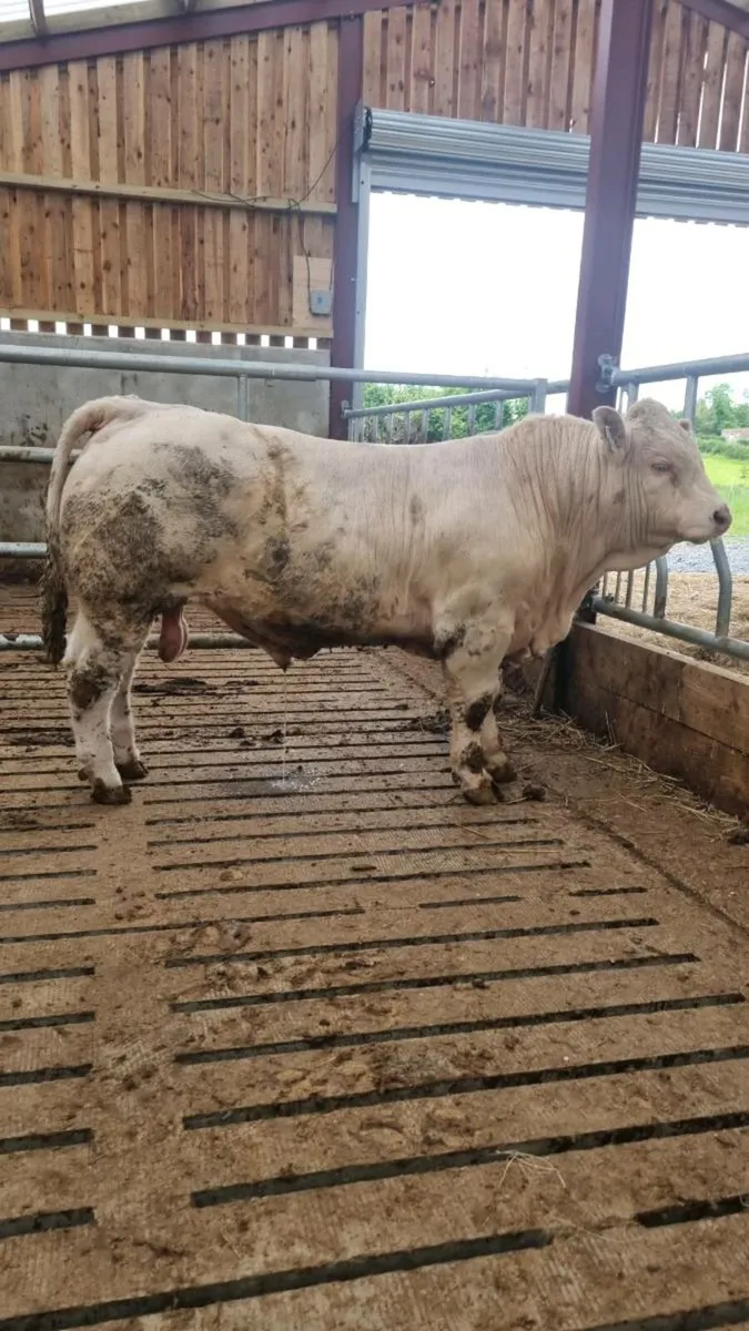 PBR Charolais Bull - Image 1