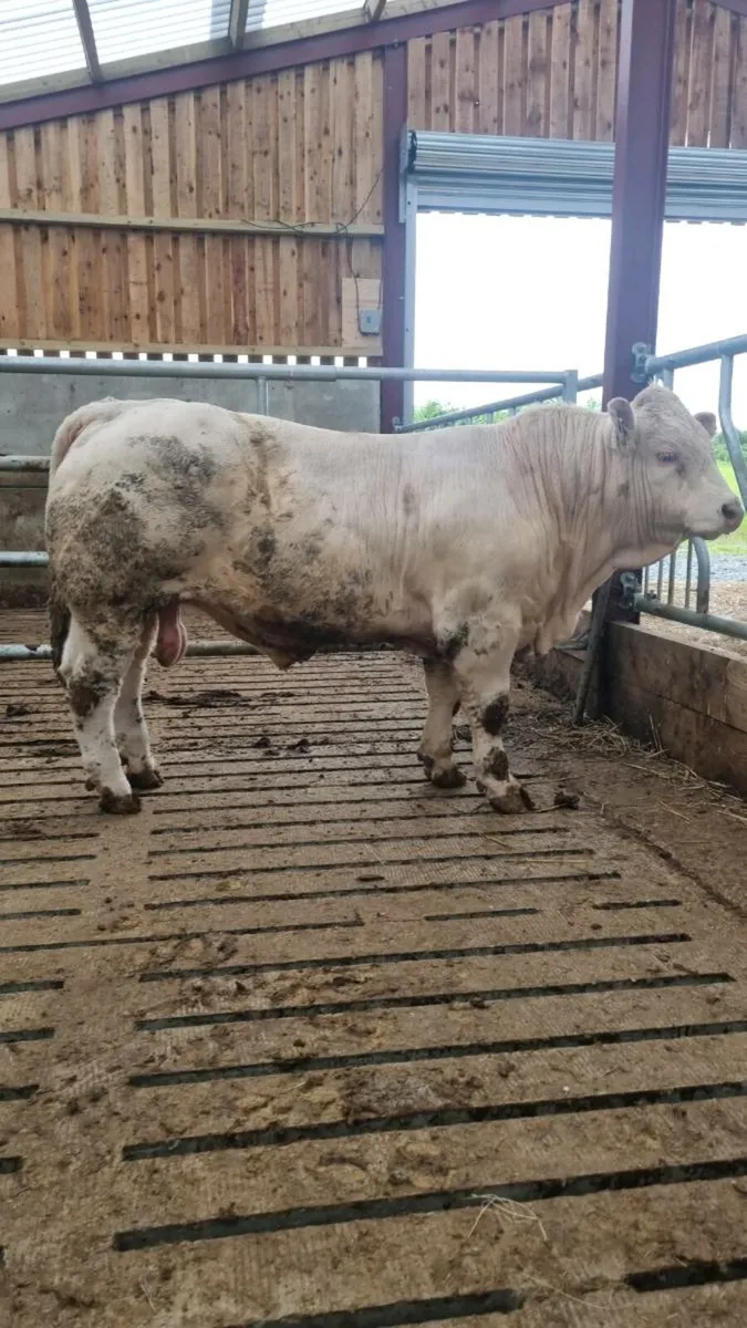 PBR Charolais Bull - Image 3