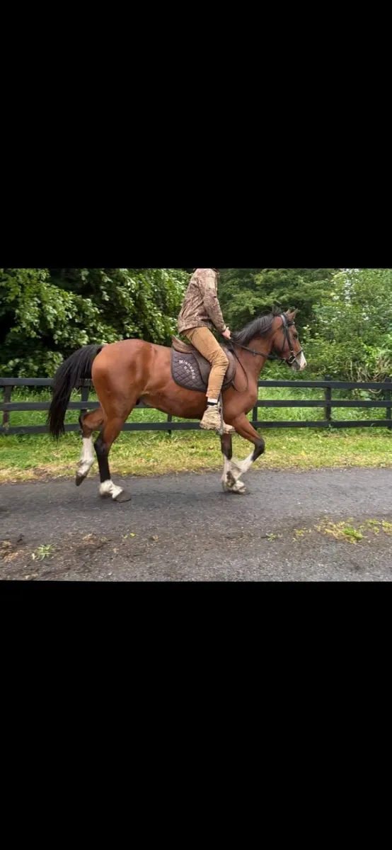5 year old gelding - Image 1