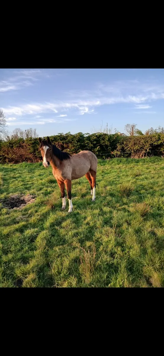5 year old gelding - Image 2