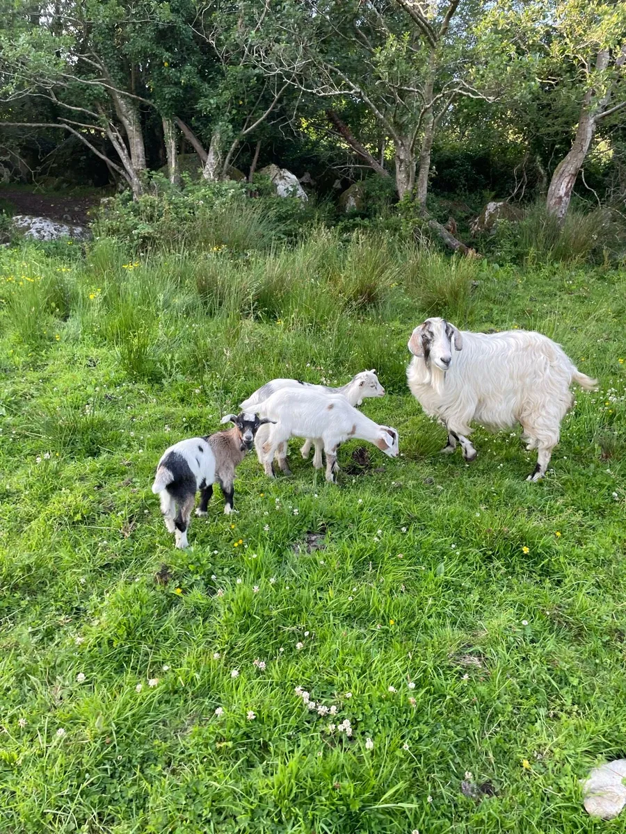 Goats - Image 1