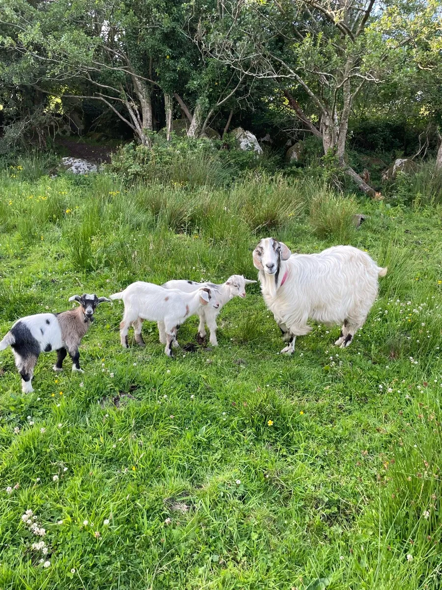Goats - Image 2