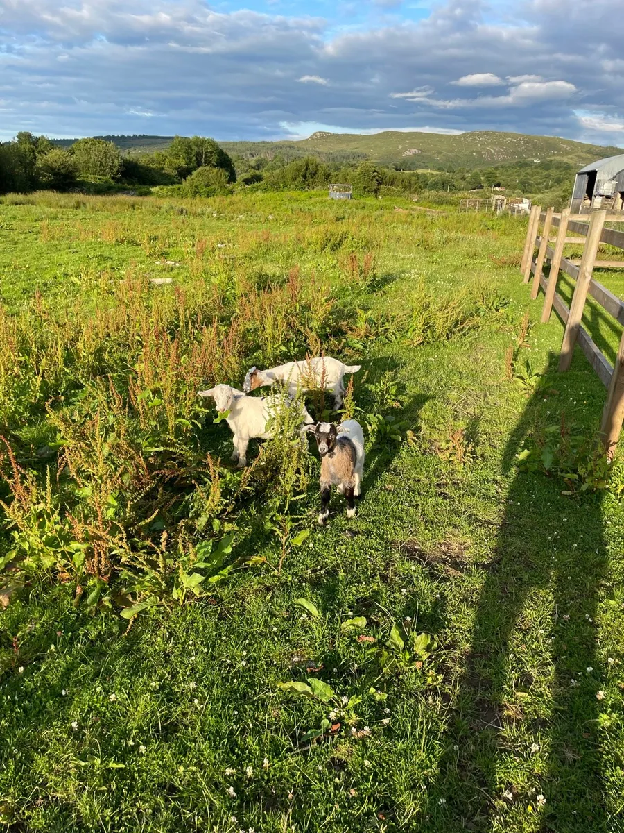 Goats - Image 3