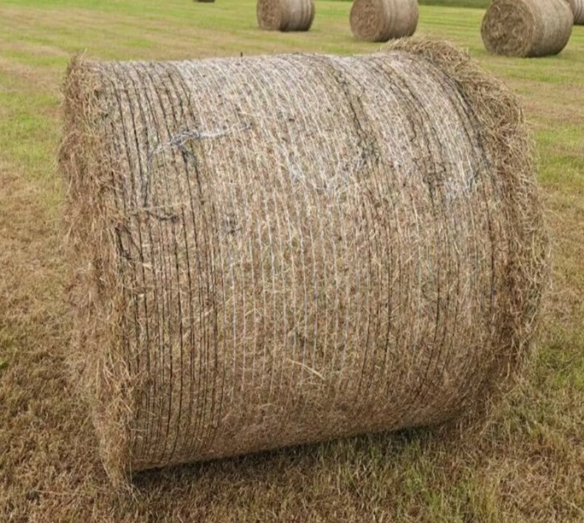 Hay