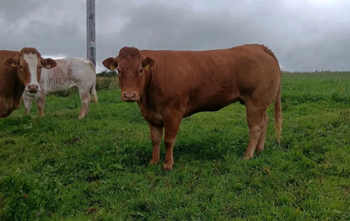 Heifers for Roscommon mart - Image 2
