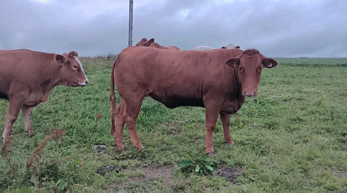 Heifers for Roscommon mart - Image 3