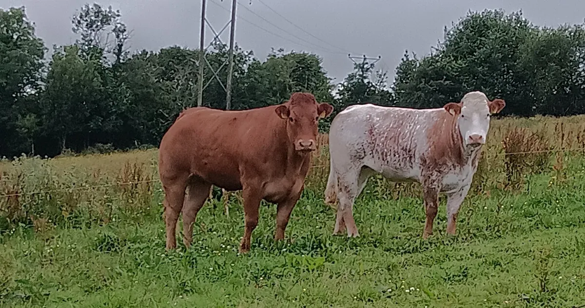 Heifers for Roscommon mart - Image 4