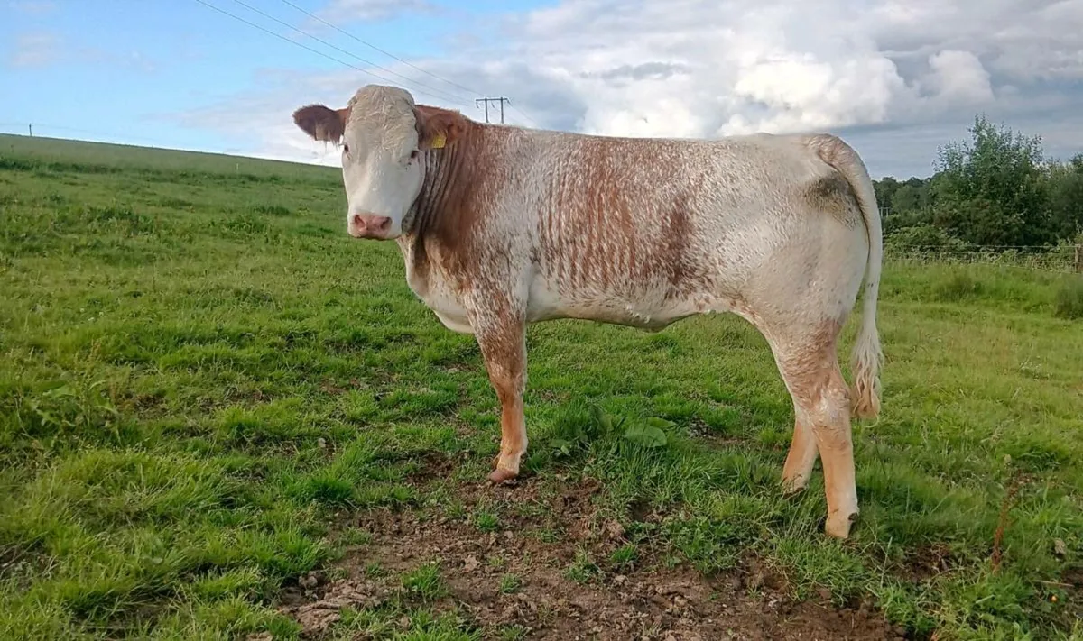 Heifers for Roscommon mart - Image 1