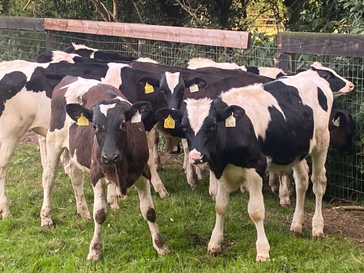 8 BR Friesians 170kg @ Lissava Livestock - Image 1