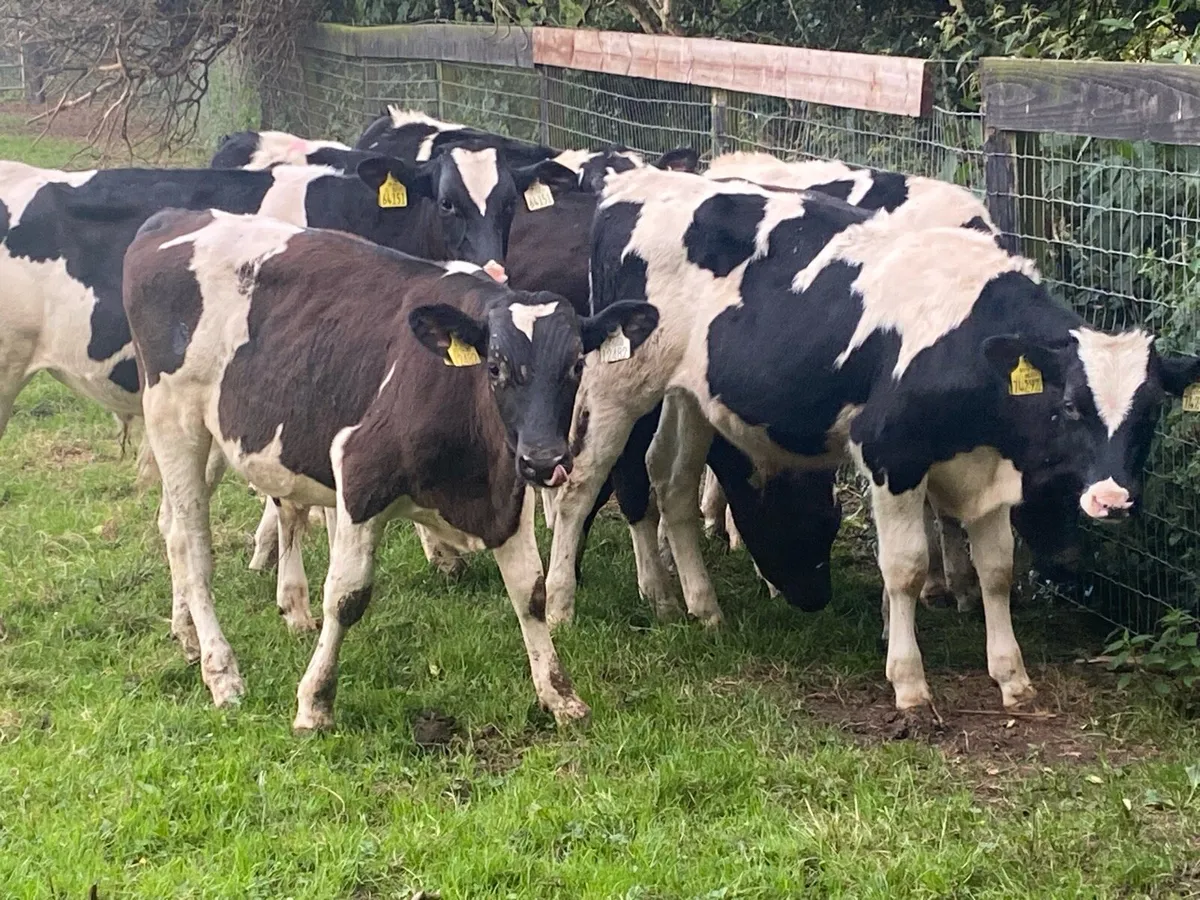 8 BR Friesians 170kg @ Lissava Livestock - Image 2