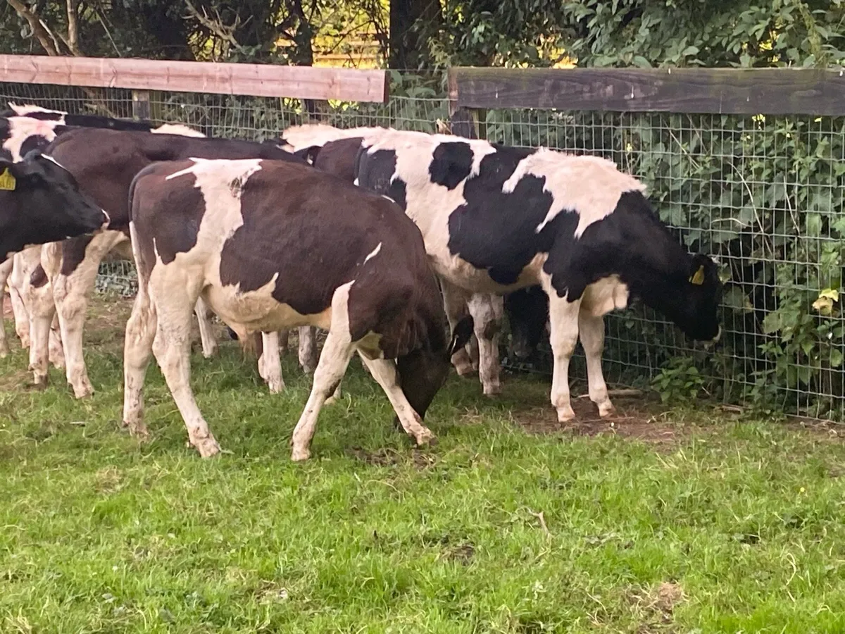 8 BR Friesians 170kg @ Lissava Livestock - Image 3