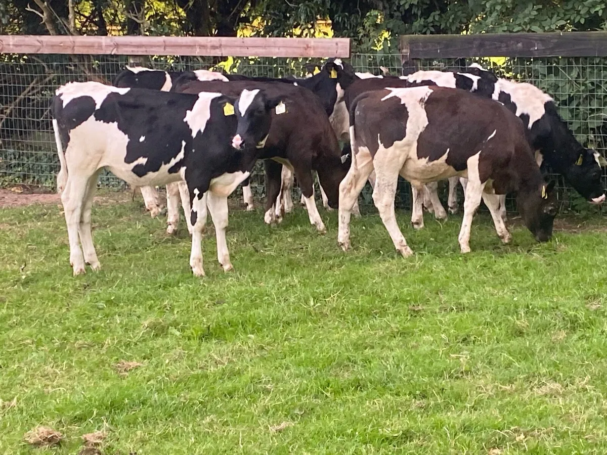 8 BR Friesians 170kg @ Lissava Livestock - Image 4