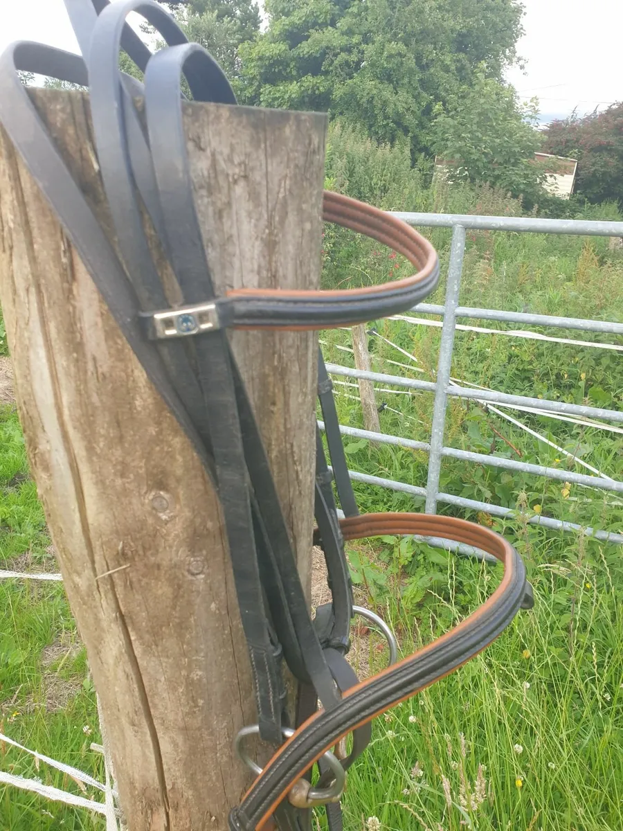Stuebben single bridle fs plus Sprenger bit - Image 1