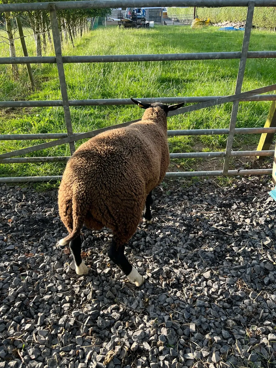 PBNR Zwartbles Ram lambs - Image 4